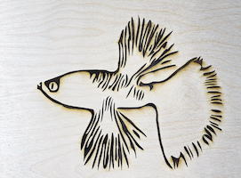 Betta fighting fish