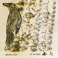 starling